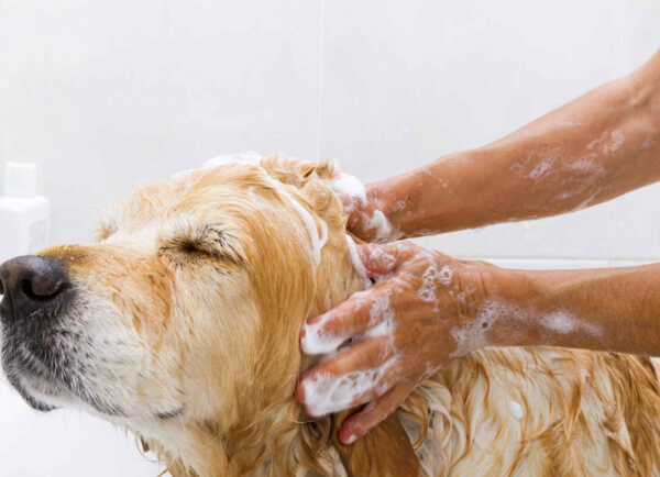 강아지 목욕과 강아지 빗질 가능합니다.이미지